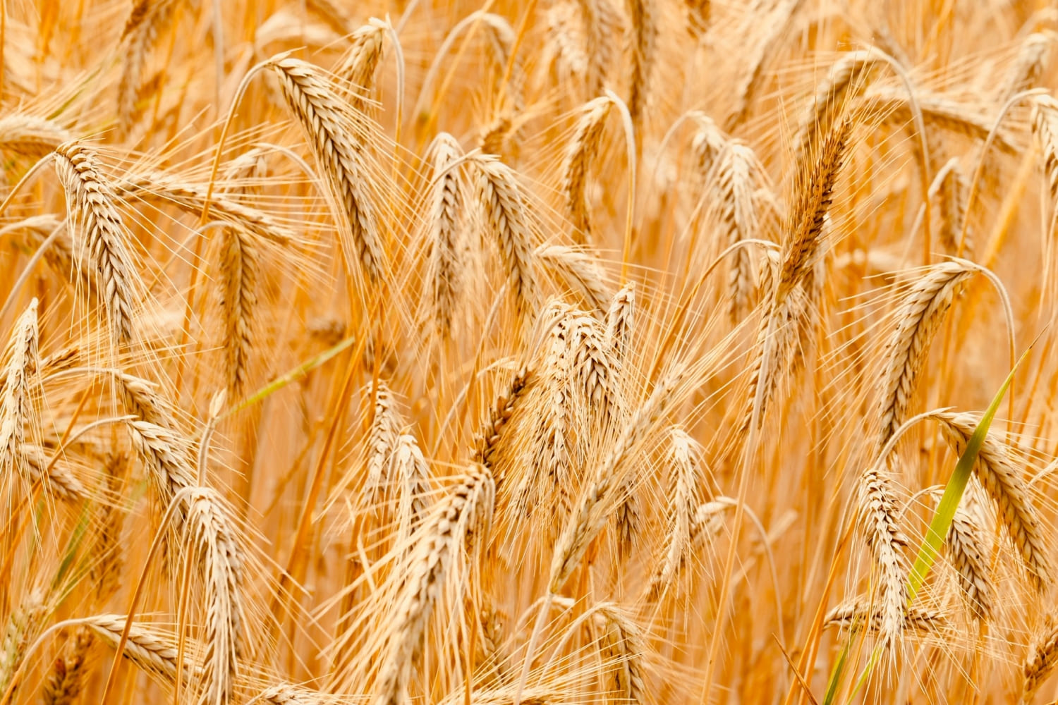 Агрофірма з Грузії замовила в Інституті зрошуваного землеробства партію елітного насіння озимої пшениці